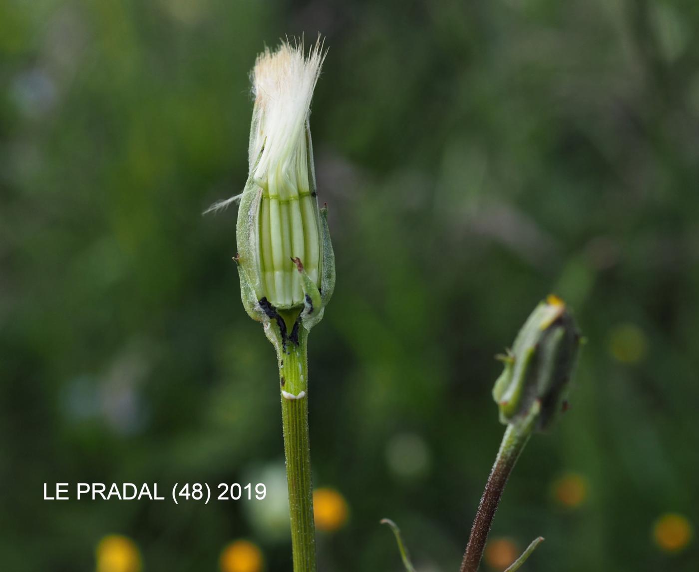 Vipersgrass, Cut-leafed fruit